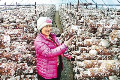 平泉:从种蘑菇到食用菌饮料上市