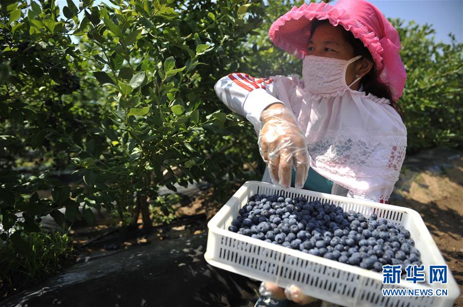 河北隆化:蓝莓果熟香飘夏日