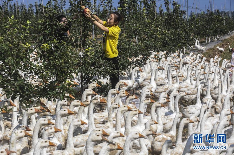 河北景县:苹果园里养鹅忙