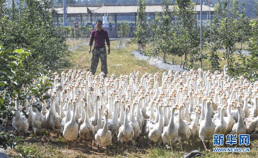 河北景县:苹果园里养鹅忙