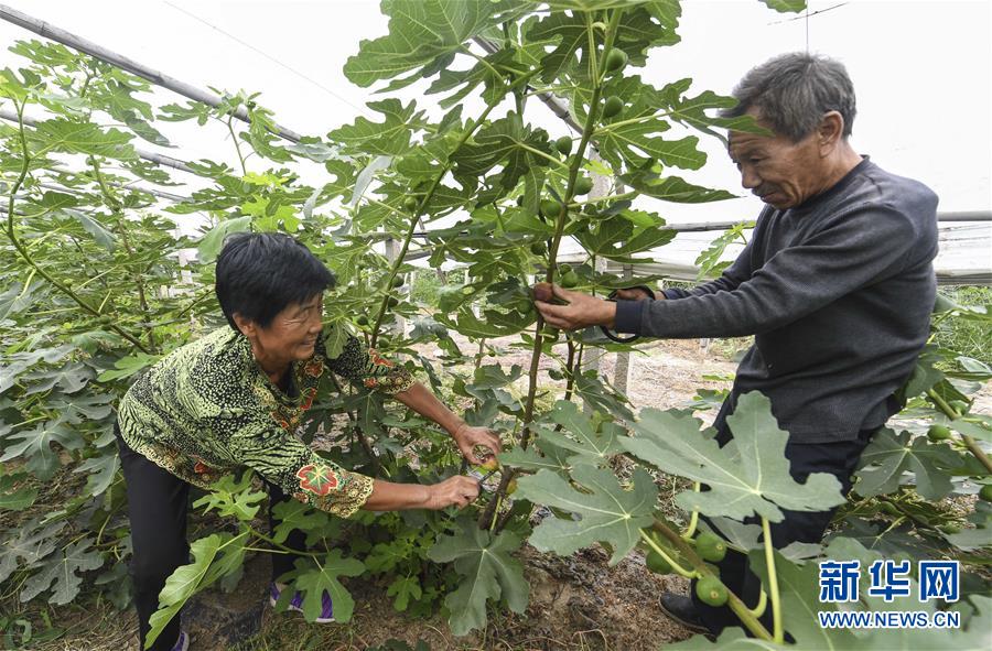 河北香河:大棚无花果种植助农增收