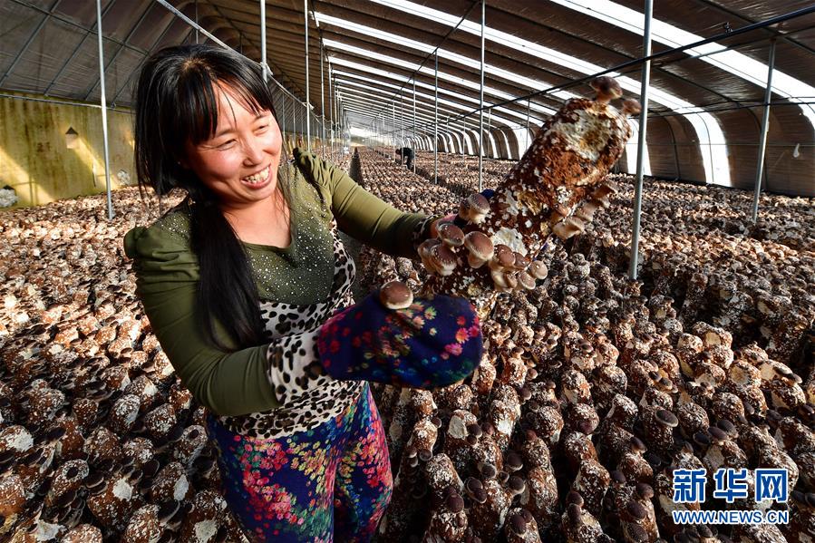 河北遵化:特色种植富农家