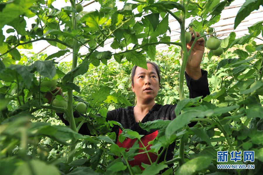 （脱贫攻坚）（1）河北南皮：精准扶贫结硕果