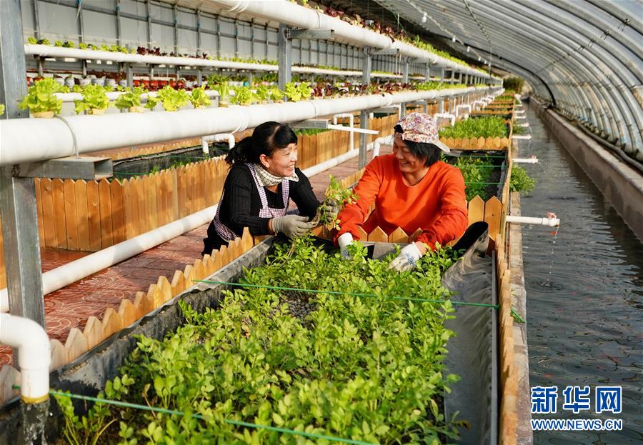 唐山曹妃甸:鱼菜共生生态种养