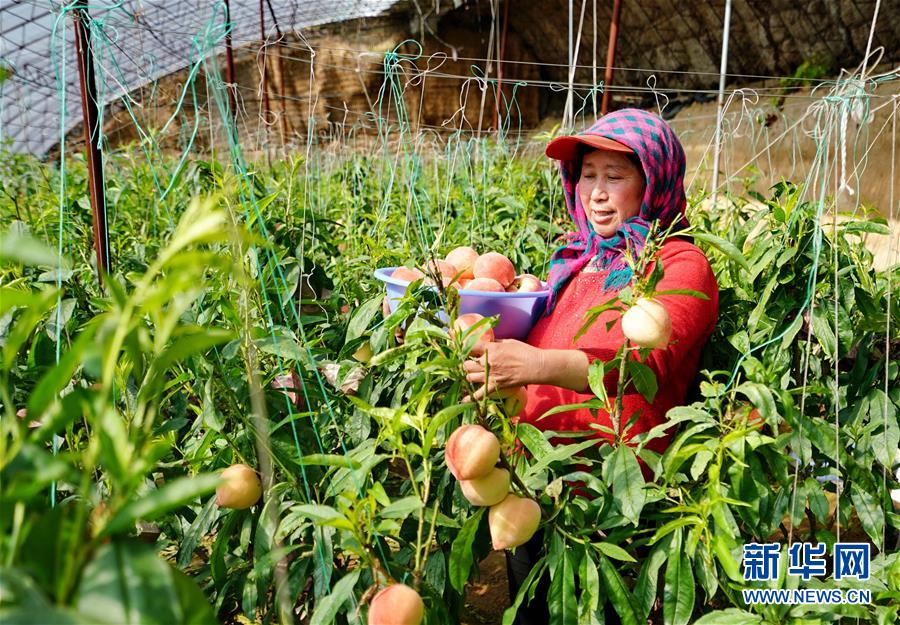 河北卢龙:发展设施农业 推动乡村振兴