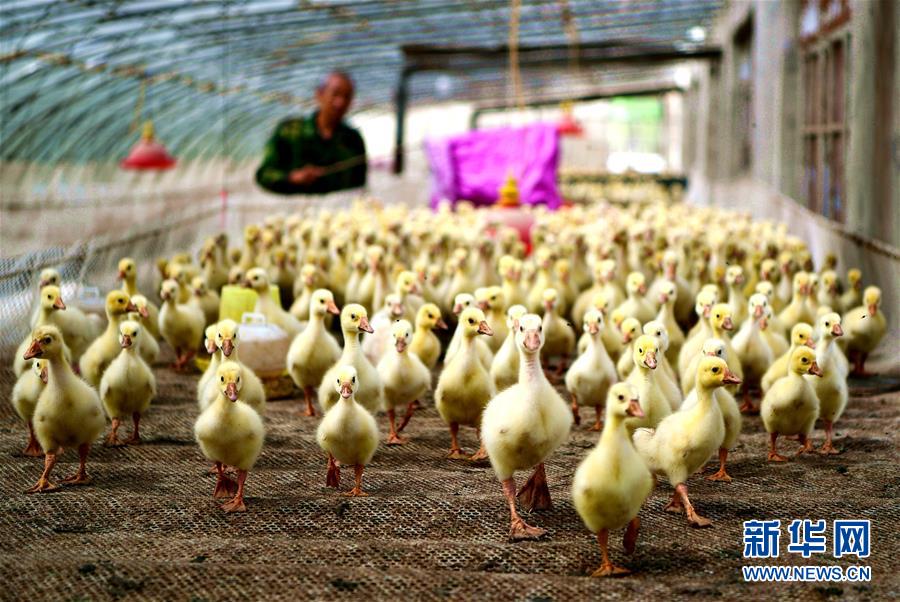 鹅苗孵化助力贫困残疾人增收