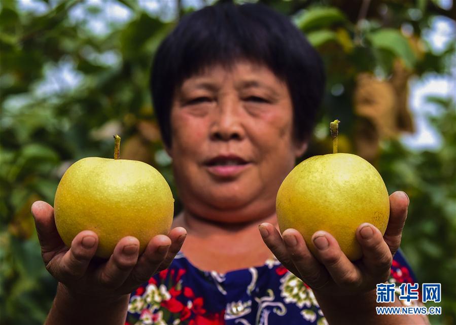 （经济）（1）河北阜城：农民喜摘早熟梨