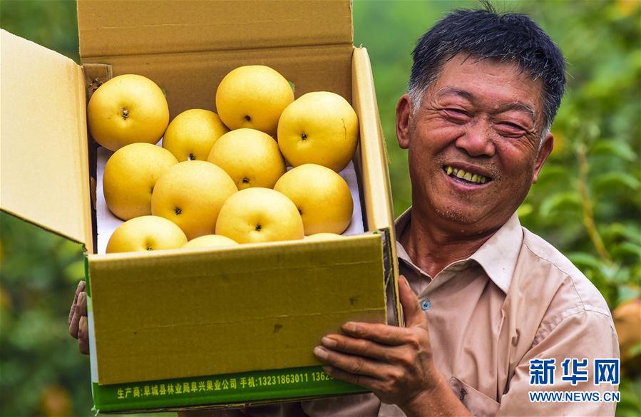 （经济）（3）河北阜城：农民喜摘早熟梨