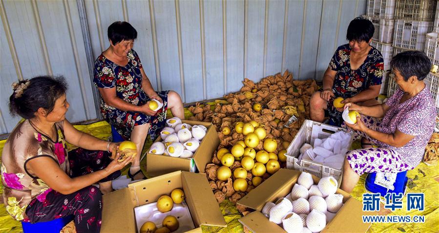 （经济）（4）河北阜城：农民喜摘早熟梨