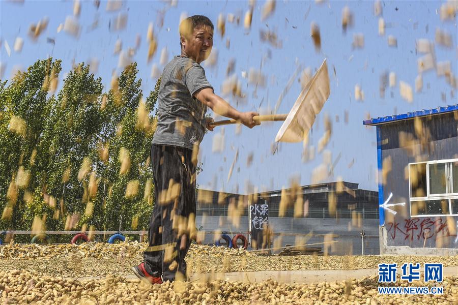 河北深州:小花生鼓起农民钱袋子