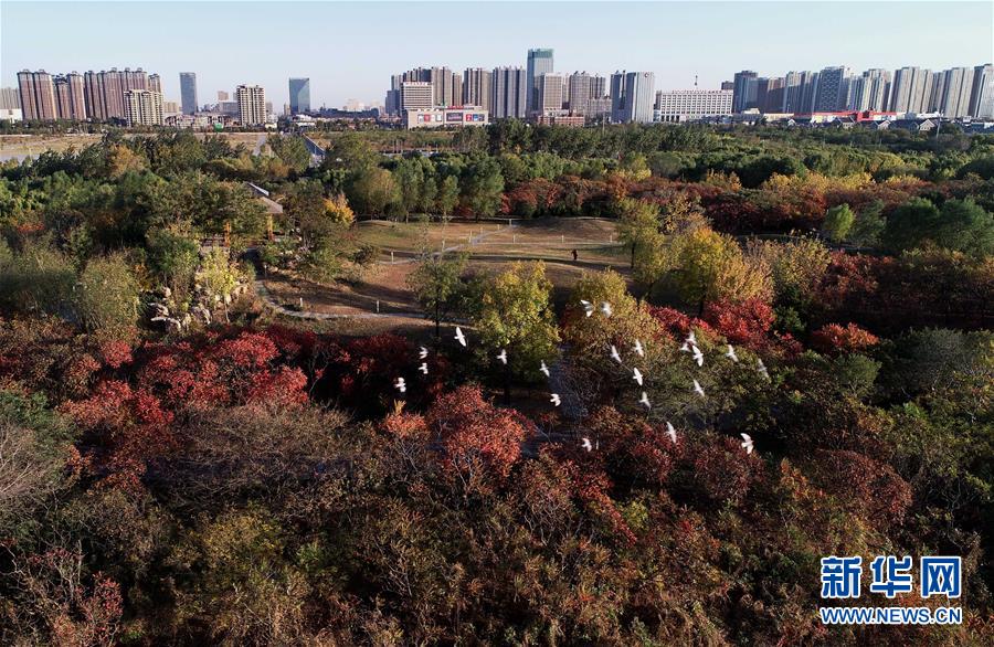 （环境）（1）河北唐山：“城市绿肺”秋景怡人