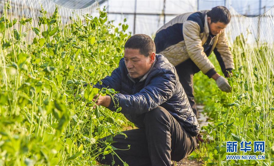 （经济）（2）河北文安：特色生态农业助推乡村振兴