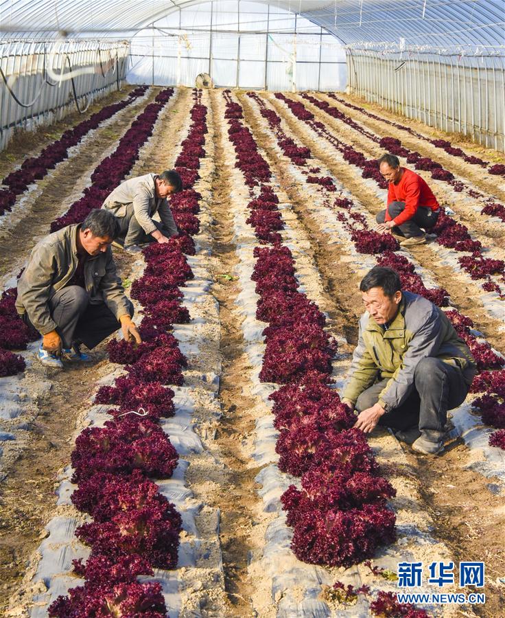（经济）（4）河北文安：特色生态农业助推乡村振兴