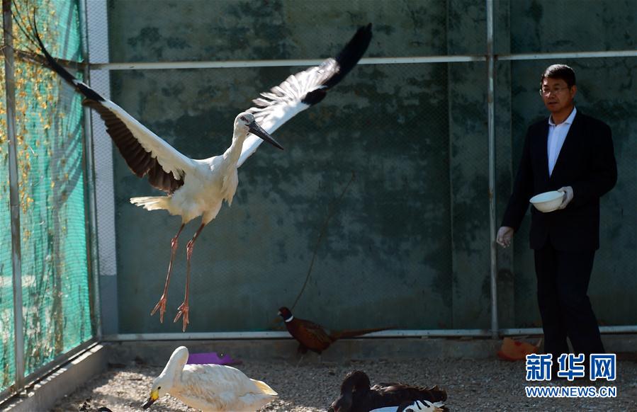 #（社會）（1）河北滄州：救助遷徙候鳥
