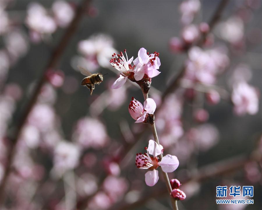 #（環境）（3）春季花爭艷