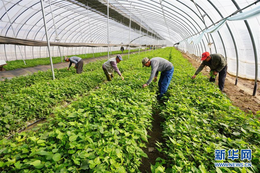 （經濟）（1）河北唐山：特色種植助增收