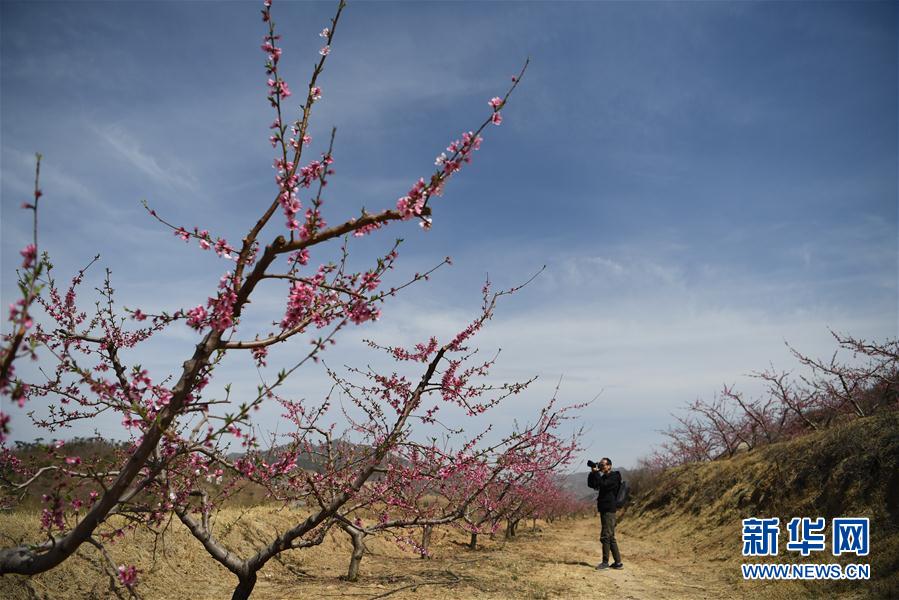 （環境）（1）河北遷安：山野桃花引客來