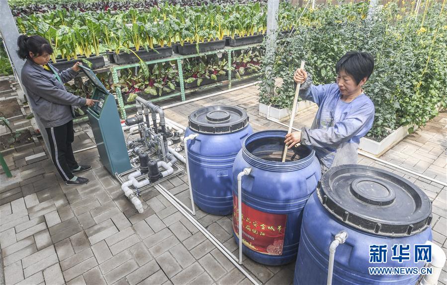 （经济）（1）河北饶阳：温室农事忙 科技助春耕