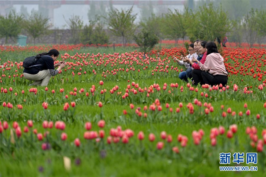 （社會）（1）河北沙河：鬱金香盛開