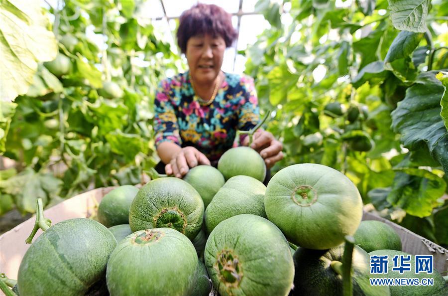 （社会）（1）设施农业助力乡村振兴