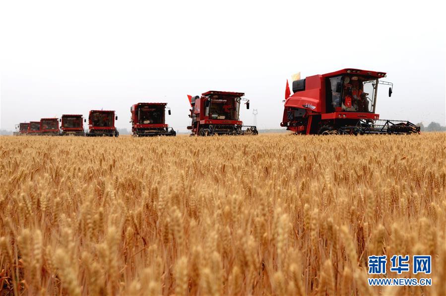 （经济）（3）河北小麦开始大规模机收