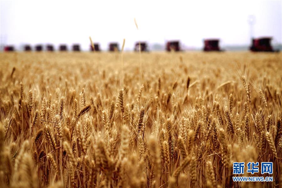（经济）（4）河北小麦开始大规模机收