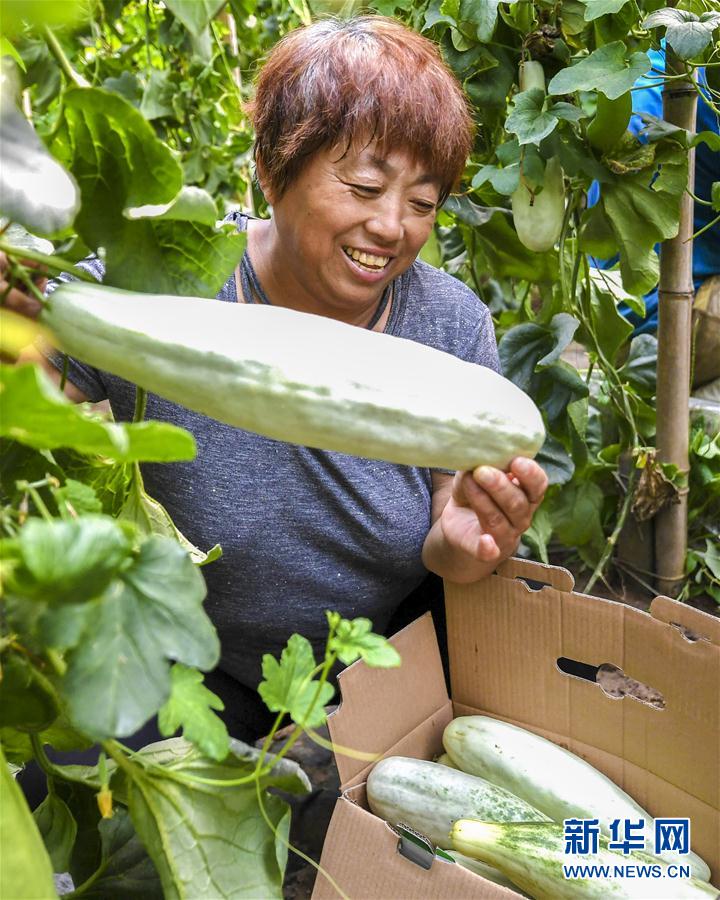 （經濟）（2）河北阜城：瓜農&ldquo;甜&rdquo;透心