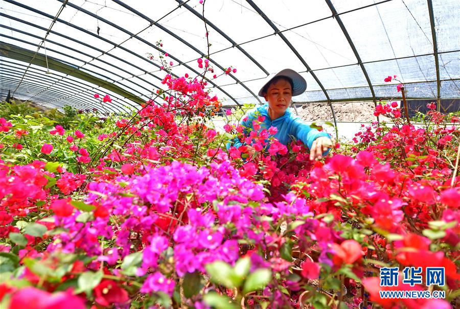 （經濟）（3）河北灤州：特色種植盤活城郊鄉村經濟