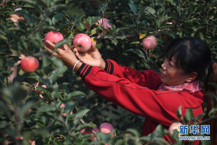 （经济）（1）河北景县：“三优”苹果助农增收