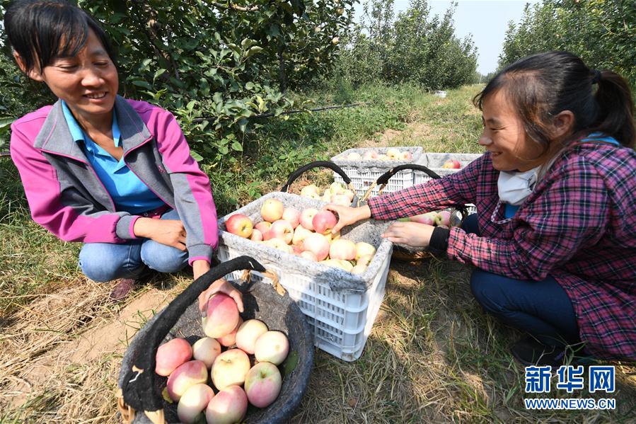 （经济）（2）河北景县：“三优”苹果助农增收