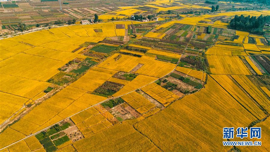 （環境）（2）太行山下秋稻香