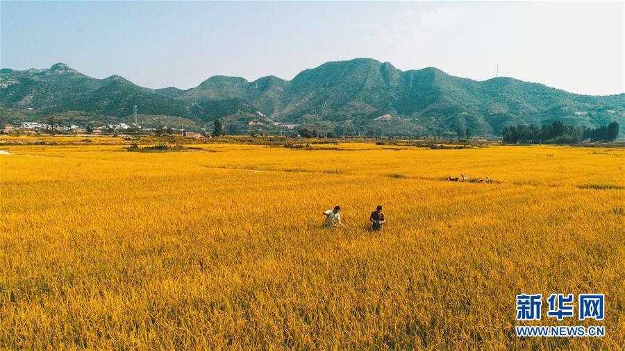 （環境）（3）太行山下秋稻香