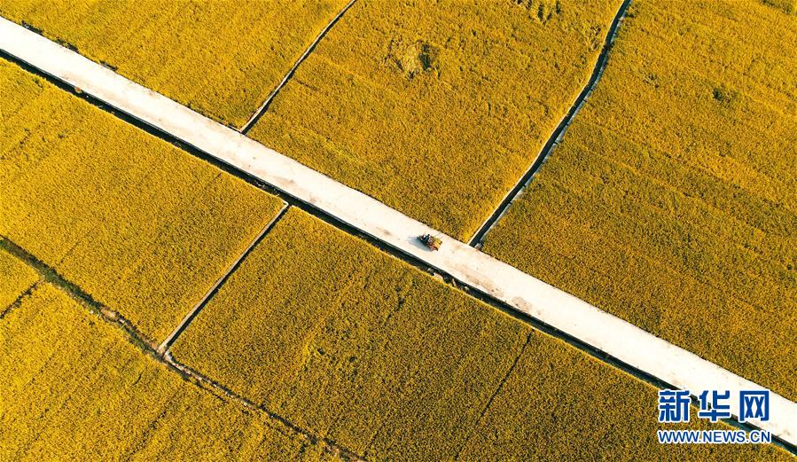 （環境）（4）太行山下秋稻香