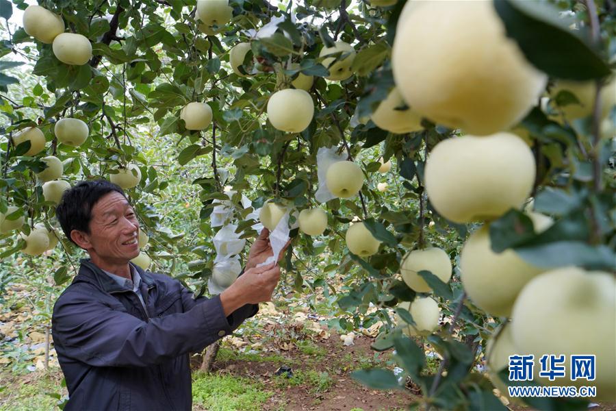 （社會）（2）河北內丘：金秋時節果飄香