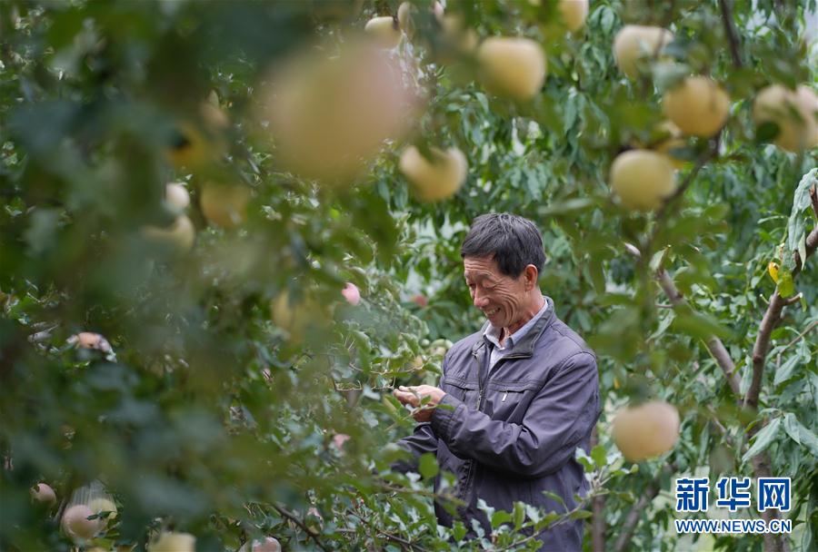 （社會）（3）河北內丘：金秋時節果飄香