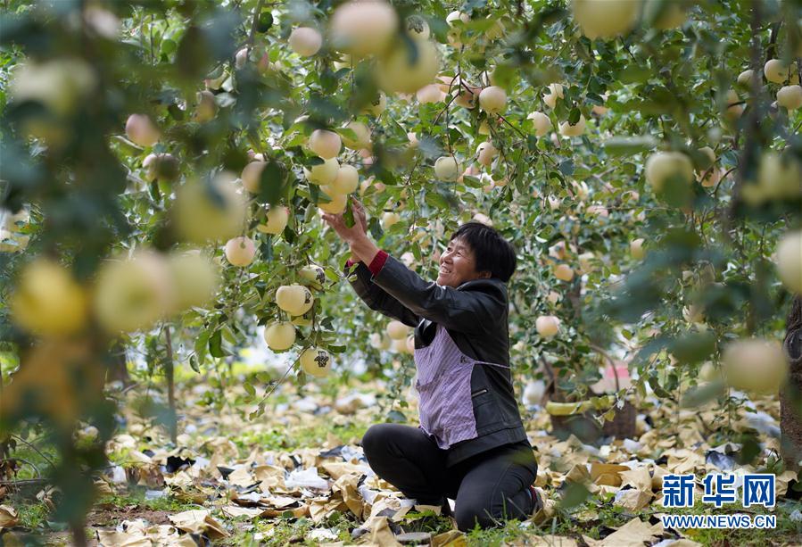 （社會）（4）河北內丘：金秋時節果飄香