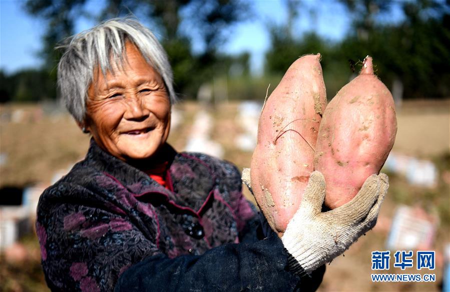 （经济）（3）河北安次：沙地红薯富农增收