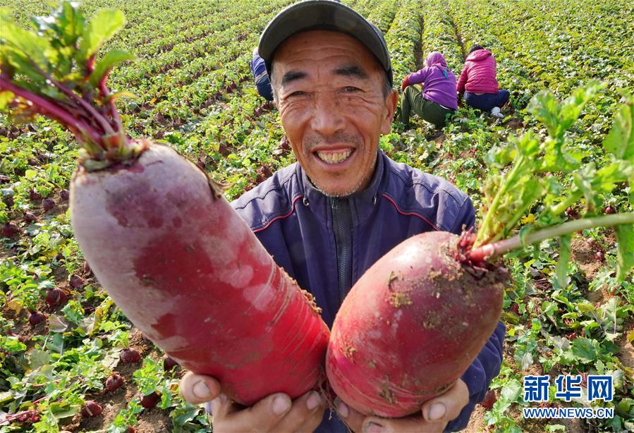 （经济）（3）河北滦州：壮大萝卜富民产业