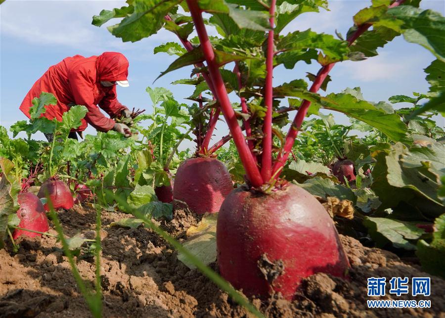 （经济）（4）河北滦州：壮大萝卜富民产业