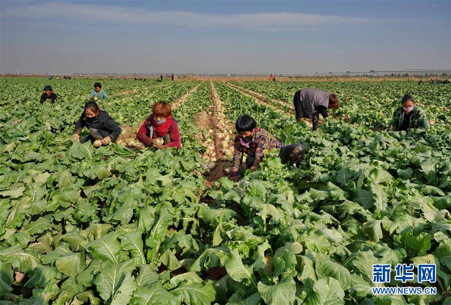 （经济）（5）河北滦州：壮大萝卜富民产业