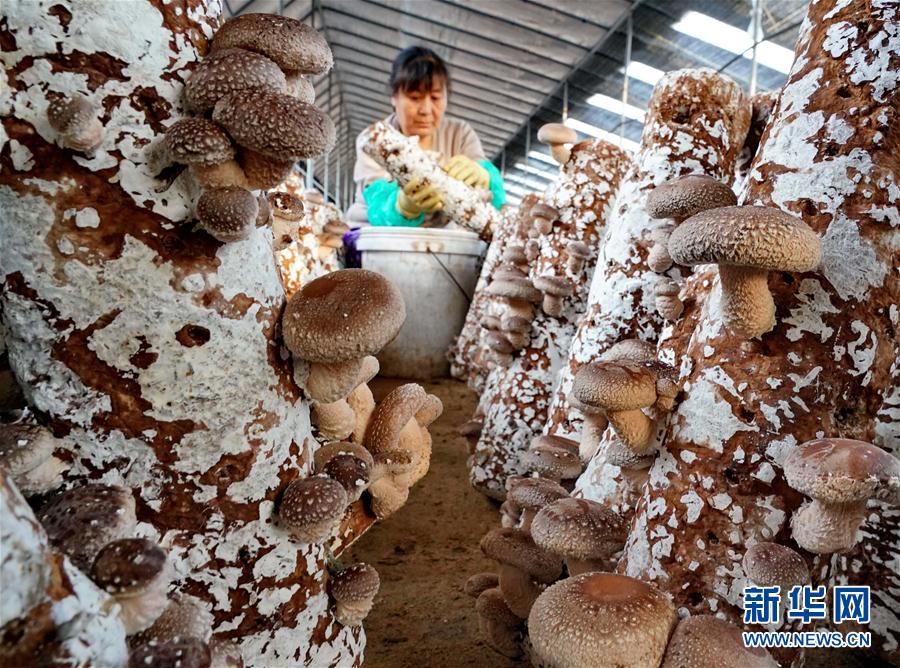 （社會）（2）河北遵化：小蘑菇飄香富民路
