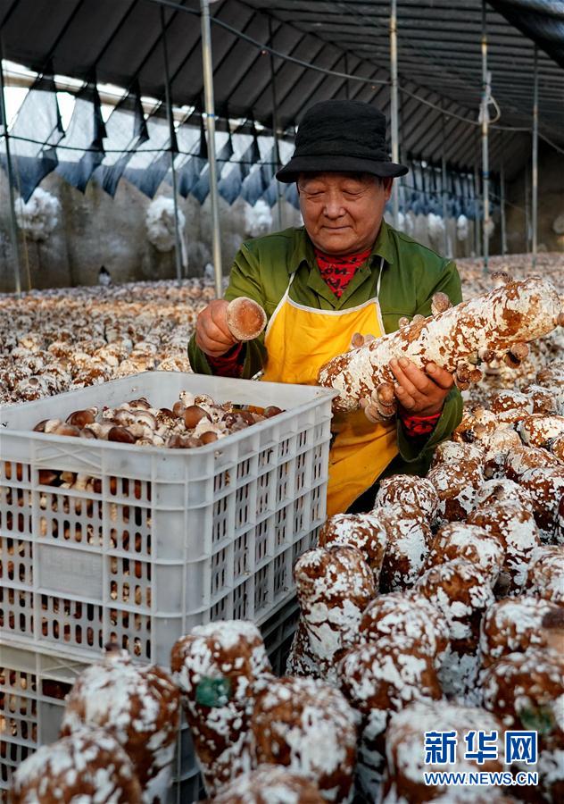 （社會）（3）河北遵化：小蘑菇飄香富民路