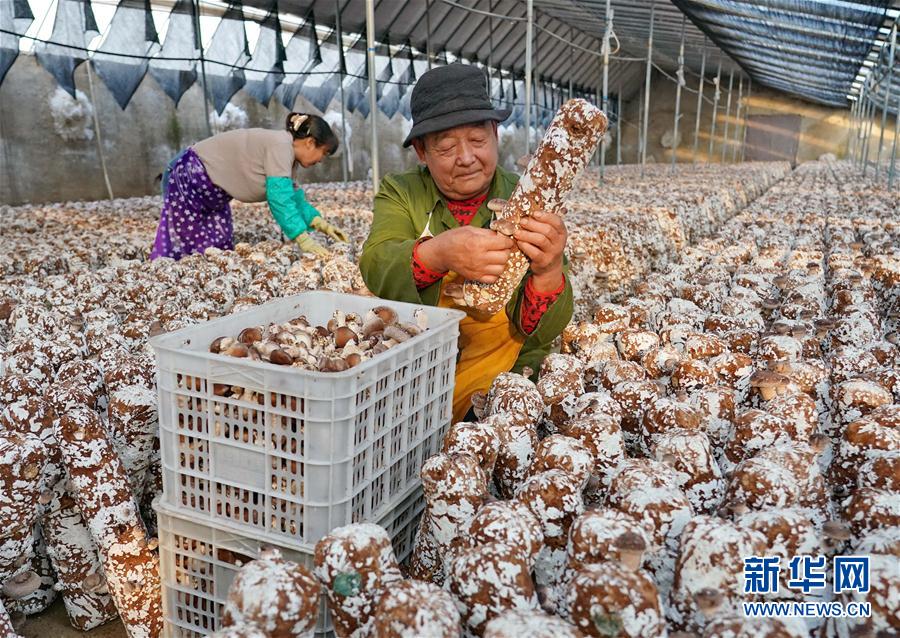 （社會）（4）河北遵化：小蘑菇飄香富民路