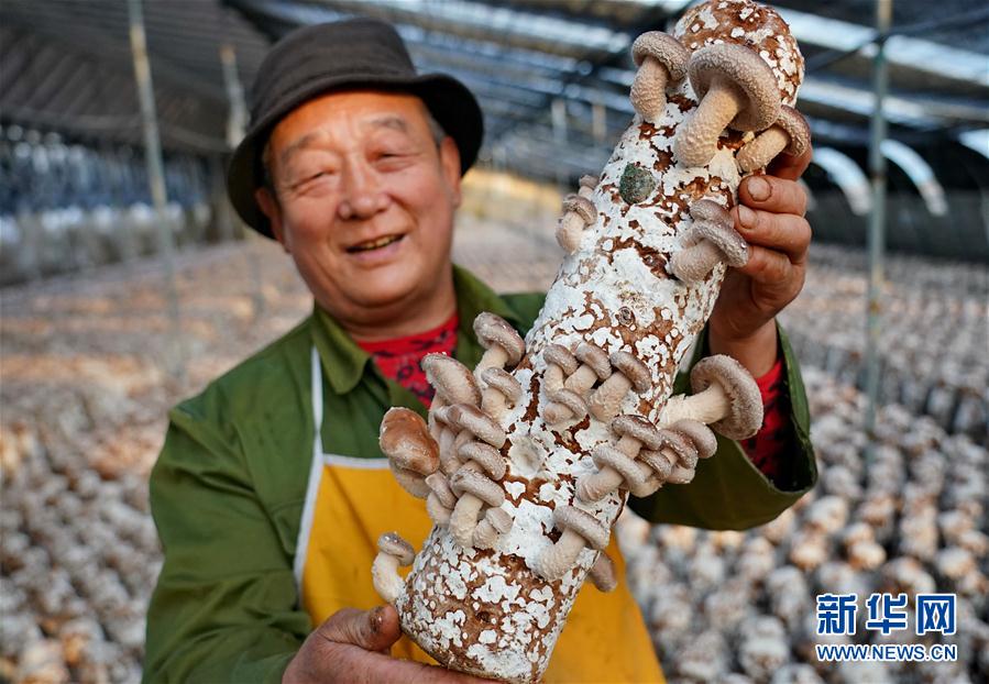 （社會）（5）河北遵化：小蘑菇飄香富民路