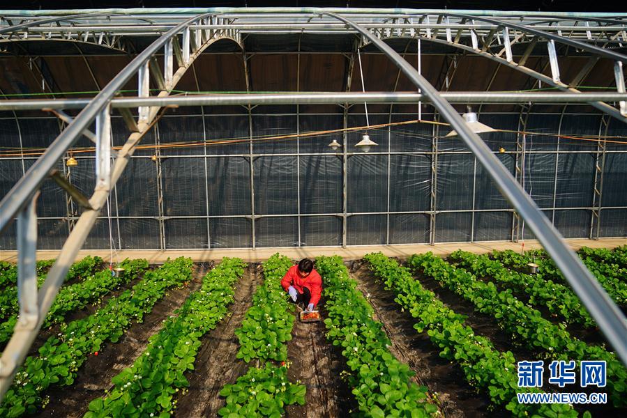 （經濟）（2）河北任縣：合作社助推鄉村振興