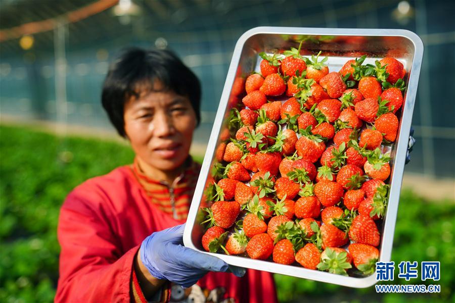 （經濟）（3）河北任縣：合作社助推鄉村振興