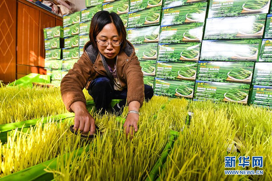 （社會）（1）河北文安：&ldquo;黃芽韭菜&rdquo;項目助殘疾人創業增收