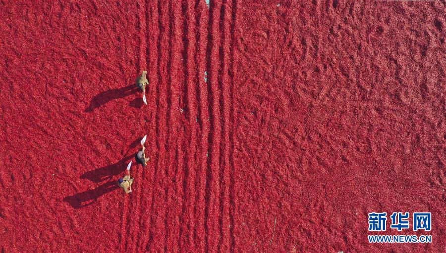 #（經濟）（2）辣椒紅