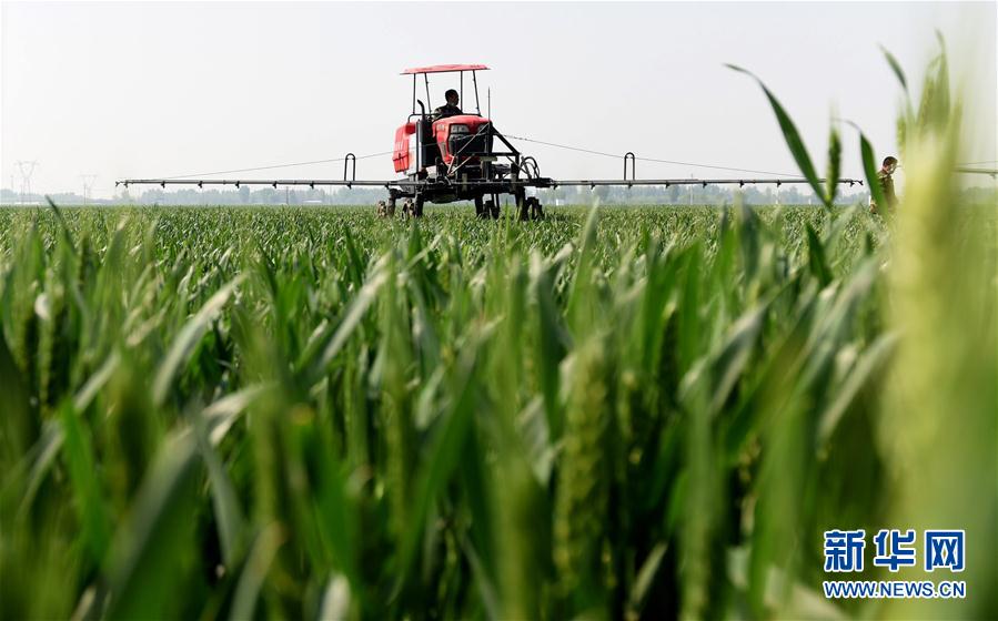 （經濟）（3）河北：&ldquo;一噴三防&rdquo;促豐收