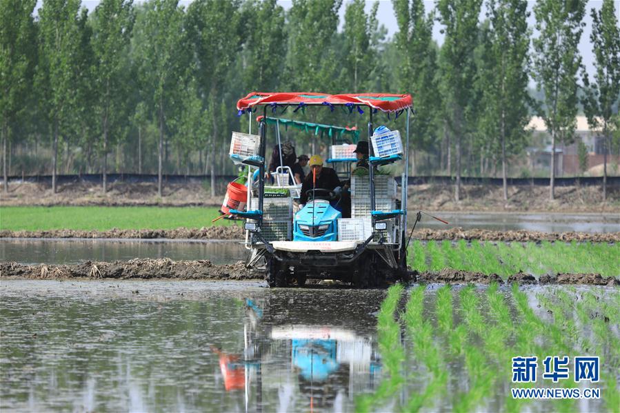 #（經濟）（2）河北唐山：曹妃甸農場水稻插秧忙